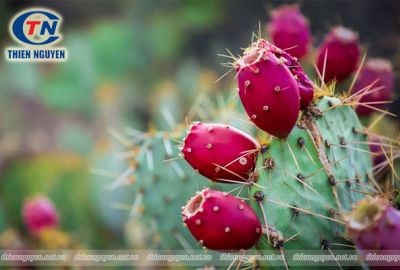 Xương rồng Nopal - vị thuốc cổ truyền Mexico